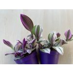 Tradescantia bicolor