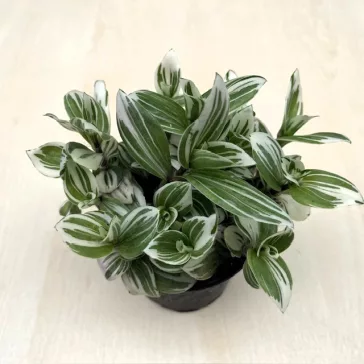 Tradescantia 'Brightness' 9 cm-es cserépben