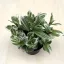 Tradescantia 'Brightness' 9 cm-es cserépben