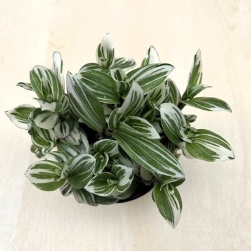 Tradescantia 'Brightness' 9 cm-es cserépben