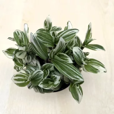 Tradescantia 'Brightness' 9 cm-es cserépben