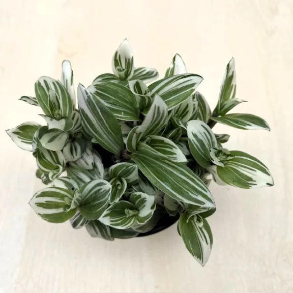Tradescantia 'Brightness' 9 cm-es cserépben