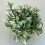 Tradescantia 'Brightness' 12 cm-es cserépben