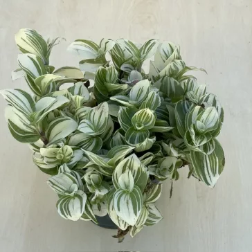 Tradescantia 'Brightness' 12 cm-es cserépben