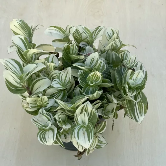Tradescantia 'Brightness' 12 cm-es cserépben