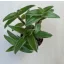Cyanotis somaliensis (pletykaféle) pici