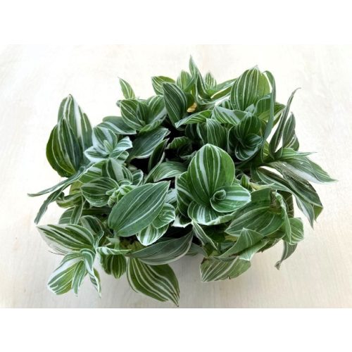 Tradescantia fluminensis 'Quicksilver'