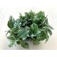 Tradescantia fluminensis 'Quicksilver'