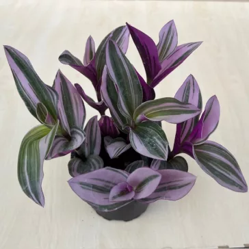 Tradescantia albiflora 'Nanouk' közepes