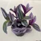 Tradescantia albiflora 'Nanouk' közepes