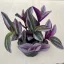 Tradescantia albiflora 'Nanouk' közepes