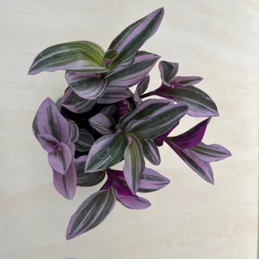 Tradescantia albiflora 'Nanouk' közepes