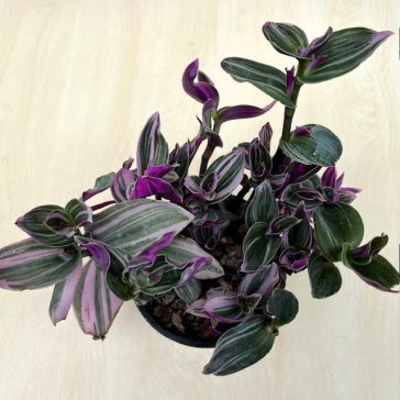 Tradescantia albiflora 'Nanouk' nagyobb méretű
