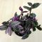 Tradescantia albiflora 'Nanouk' nagyobb méretű