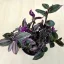 Tradescantia albiflora 'Nanouk' nagyobb méretű