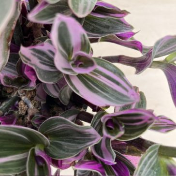 Tradescantia albiflora 'Nanouk' nagyobb méretű