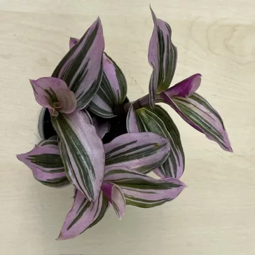   Tradescantia albiflora 'Nanouk' 5,5 cm-es cserépben