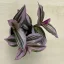 Tradescantia albiflora 'Nanouk' 5,5 cm-es cserépben