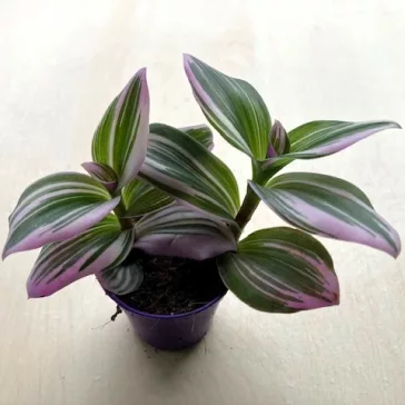   Tradescantia albiflora 'Nanouk' 5,5 cm-es cserépben