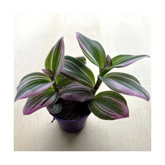 Tradescantia albiflora 'Nanouk' 5,5 cm-es cserépben Tradescantia albiflora 'Nanouk' 5,5 cm-es cserépben