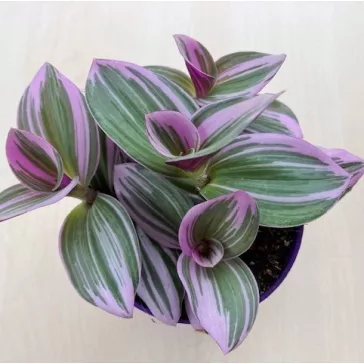 Tradescantia albiflora 'Nanouk'
