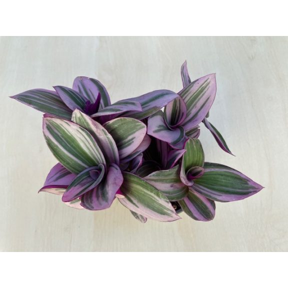Tradescantia albiflora 'Nanouk'