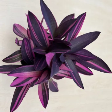 Tradescantia pallida 'Pink Stripe'