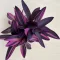 Tradescantia pallida 'Pink Stripe'