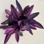 Tradescantia pallida 'Pink Stripe'