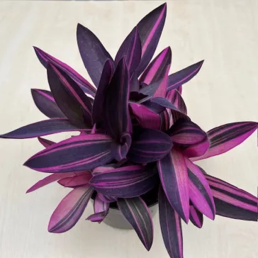 Tradescantia pallida 'Pink Stripe'