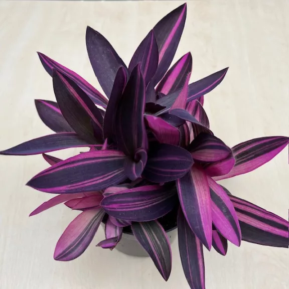 Tradescantia pallida 'Pink Stripe'