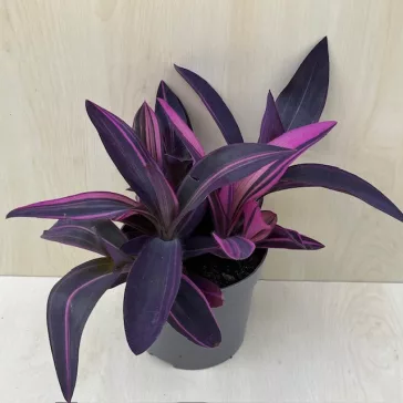Tradescantia pallida 'Pink Stripe'