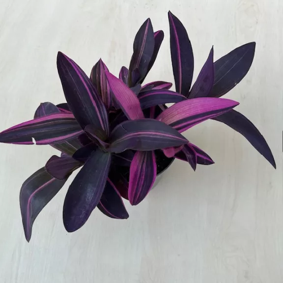 Tradescantia pallida 'Pink Stripe'