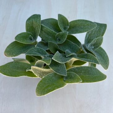 Tradescantia sillamontana - nagy méretű