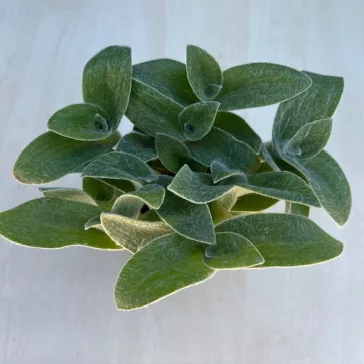Tradescantia sillamontana - nagy méretű
