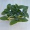 Tradescantia sillamontana - nagy méretű