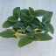 Tradescantia sillamontana - nagy méretű