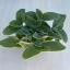Tradescantia sillamontana - nagy méretű