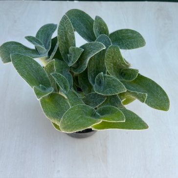 Tradescantia sillamontana - nagy méretű
