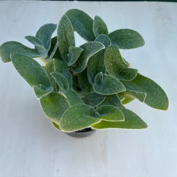 Tradescantia sillamontana - nagy méretű