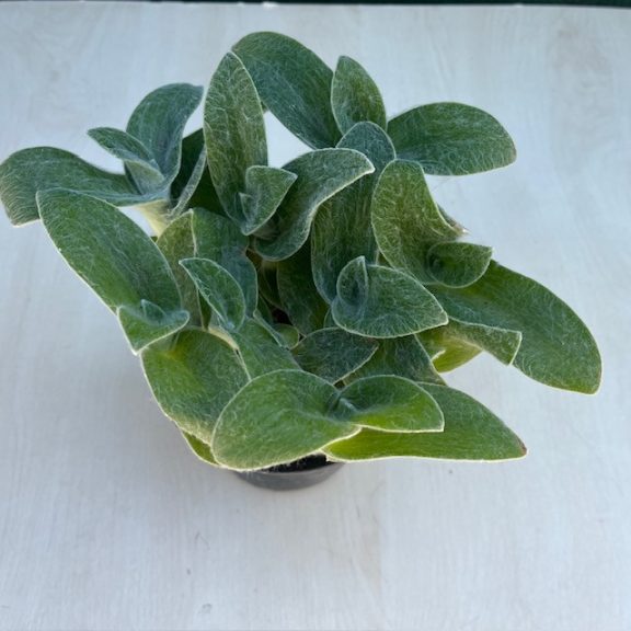 Tradescantia sillamontana - nagy méretű
