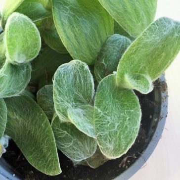 Tradescantia sillamontana - nagy méretű