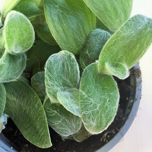 Tradescantia sillamontana - nagy méretű