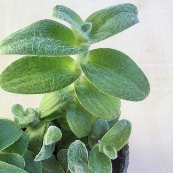 Tradescantia sillamontana - nagy méretű