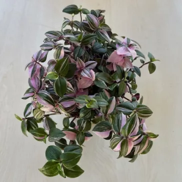 Tradescantia Tricolor 12 cm-es cserépben