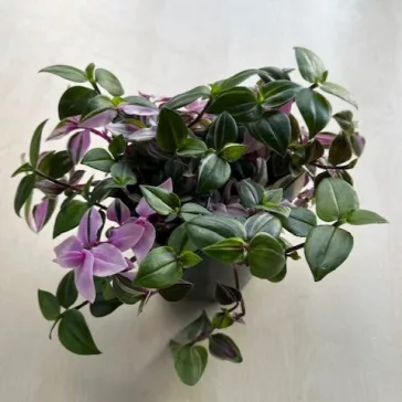 Tradescantia Tricolor 12 cm-es cserépben