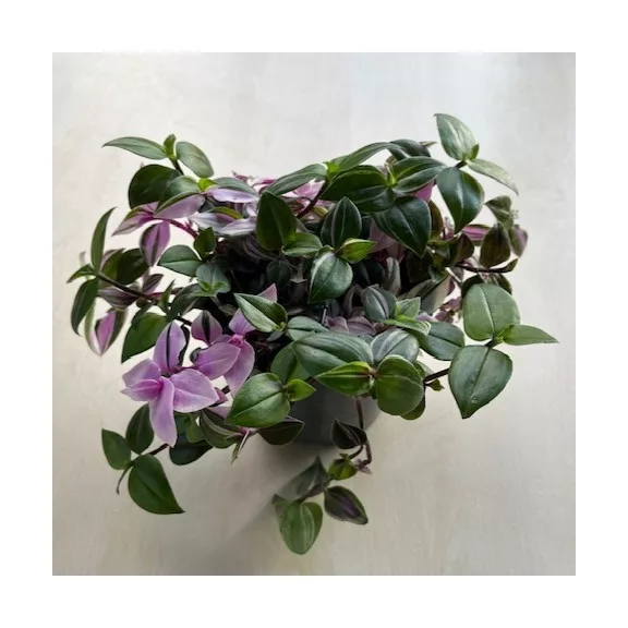 Tradescantia Tricolor 12 cm-es cserépben