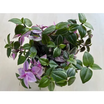 Tradescantia Tricolor 12 cm-es cserépben