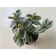 Tradescantia albiflora 'Unicorn'