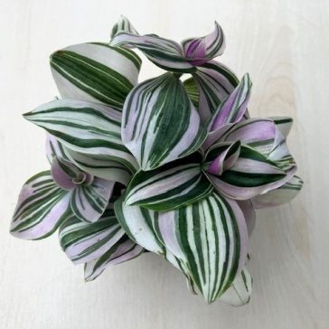 Tradescantia albiflora 'Unicorn'